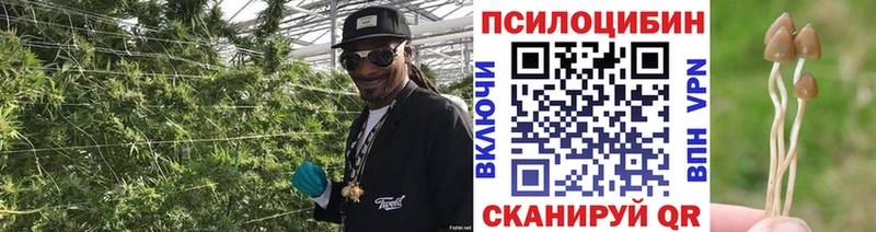 что такое   блэк спрут онион  Псилоцибиновые грибы Psilocybe  Нерюнгри 