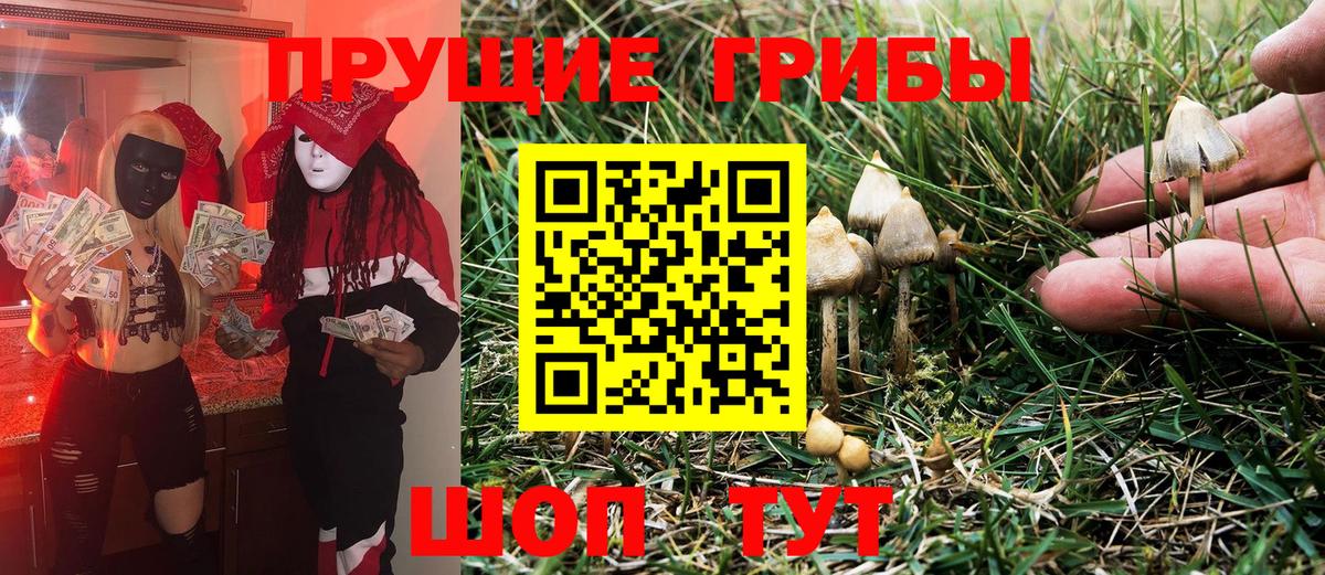 дарнет шоп  Псилоцибиновые грибы GOLDEN TEACHER  Нерюнгри  Псилоцибиновые грибы ЛСД 